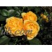 Julia Child Rose Bush - Butter Yellow - 4" Pot - Proven Winners   